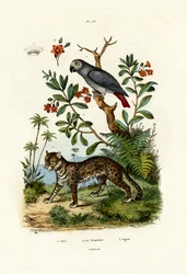 Graupapagei